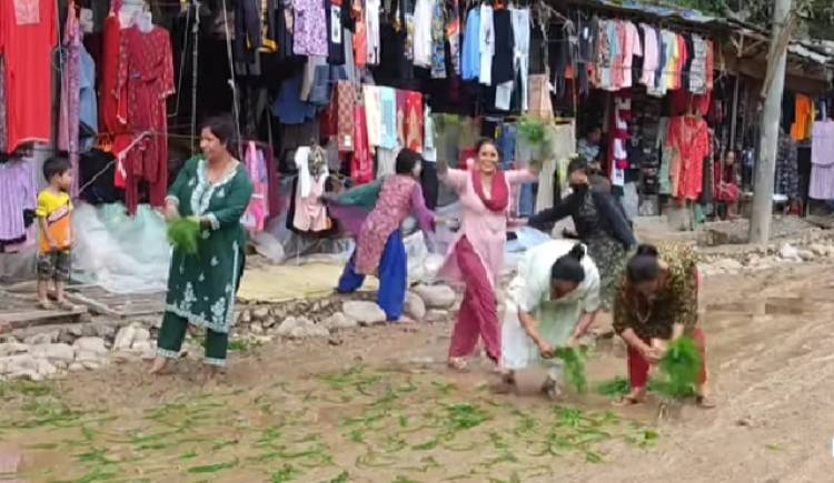 हिलाम्मे सडकको विरोध स्वरुप बाग्दुलामा स्थानीयले रोपे सडकमै धान