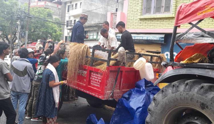 स्याउलीबाङ्गको बेमौसमी आलुले पायो बजार,किन्न जानेको घुइँचो