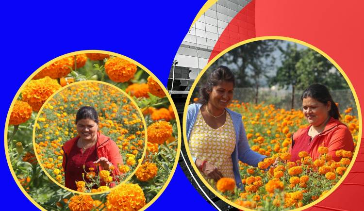तिहारमा सयपत्री फुलको बजार खोज्दै पुष्प ब्यबसायी राधा र रेखा : स्थानीय सरकारले  प्राथमिकता नदिएको गुनासो
