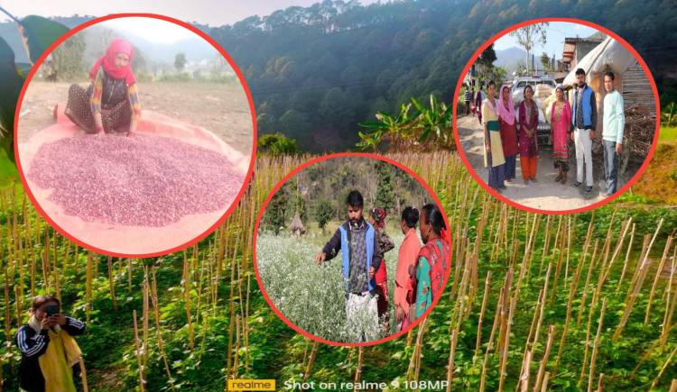 जोन कार्यक्रम मार्फत प्युठानको राजमा काठमाडौ निर्यात हुन थालेपछि कृषिप्रति हौसिए कृषक