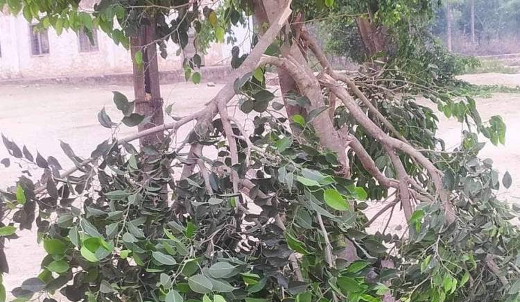 बाल बिध्या मा.बि मा रहेका स्वामिको बिरुवामा अज्ञात समूह द्वारा क्षती 