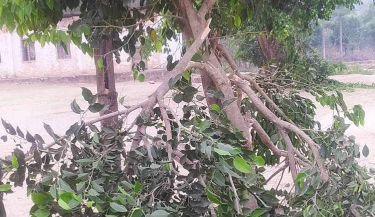 बाल बिध्या मा.बि मा रहेका स्वामिको बिरुवामा अज्ञात समूह द्वारा क्षती 