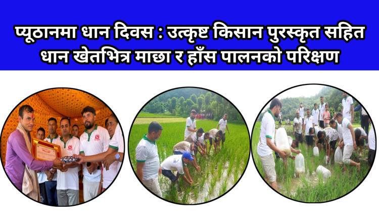 प्यूठानमा धान दिवस : उत्कृष्ट किसान पुरस्कृत सहित  धान खेतभित्र माछा र हाँस पालनको परिक्षण 