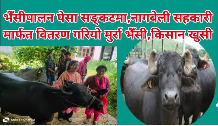 भैँसीपालन पेसा सङ्कटमा,नागबेली सहकारी मार्फत  वितरण गरियो मुर्रा भैँसी,किसान खुसी