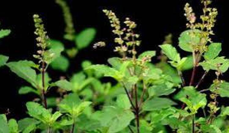 आज हरिबोधनी एकादशी, तुलसीको विवाह गरिदै