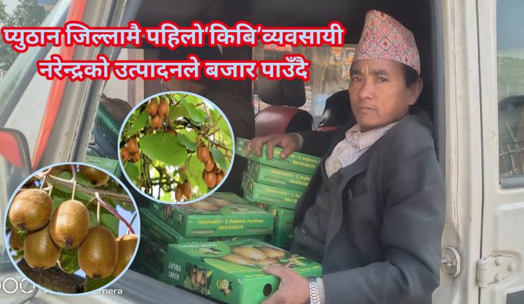 प्युठान जिल्लामै पहिलो‘किबि’व्यवसायी नरेन्द्रको उत्पादनले बजार पाउँदै 