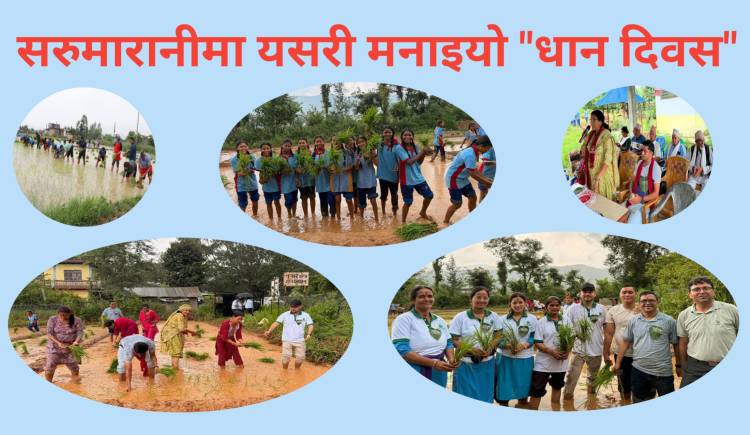 सरुमारानीमा यसरी मनाइयो धान दिवस (तस्बिरहरु)