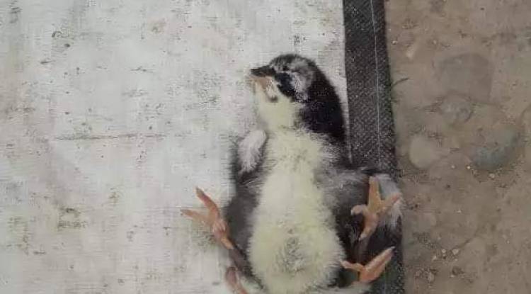 प्युठानमा कुखुराको अण्डाबाट निस्कियो चार खुट्टे चल्ला