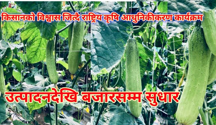 किसानको विश्वास जित्दै राष्ट्रिय कृषि आधुनिकीकरण कार्यक्रम : उत्पादनदेखि बजारसम्म सुधार