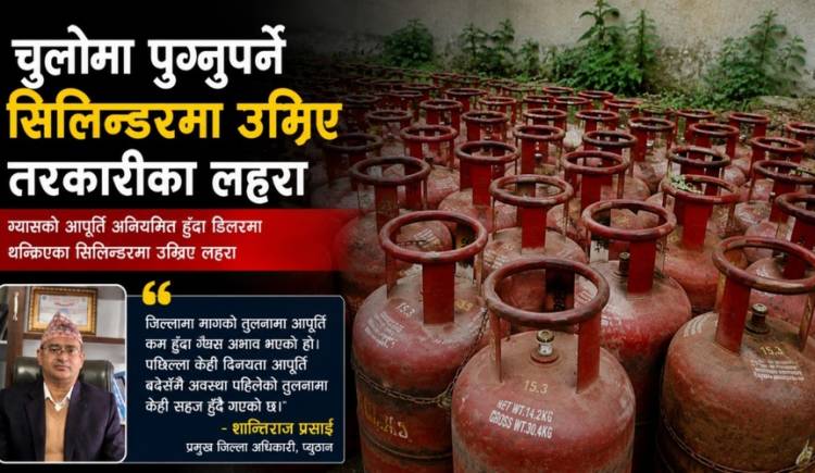 चुलोमा पुग्नुपर्ने सिलिन्डरमा उम्रिए तरकारीका लहरा