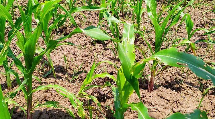 प्यूठान : असिनाले गहुँ, फौजी किराले मकै नस्ट्र