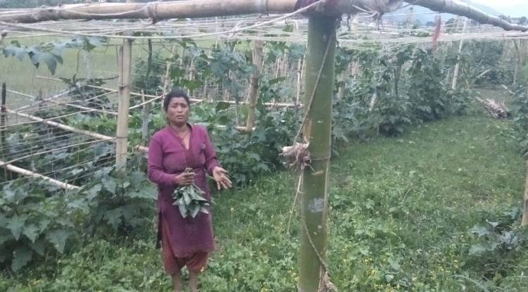 व्यवसायीक तरकारी खेतीले आत्मनिर्भर बन्दै दलित समुदाय