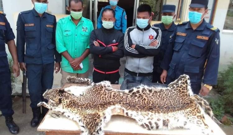  चितुवाको छालासहित प्यूठानमा ३ जना पक्राउ