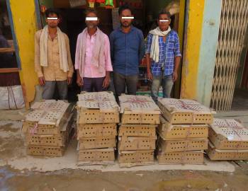 अबैध १४०० लेयर्स प्रजातिका चल्ला बरामद गरी नष्ट