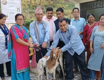 सुनौलो हजार दिनका महिलाको आयआर्जन र पोषण सुधार गर्न बाख्रा बितरण