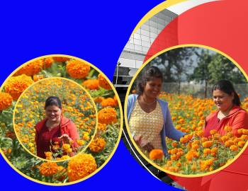 तिहारमा सयपत्री फुलको बजार खोज्दै पुष्प ब्यबसायी राधा र रेखा : स्थानीय सरकारले  प्राथमिकता नदिएको गुनासो