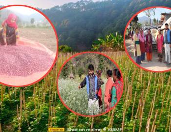 जोन कार्यक्रम मार्फत प्युठानको राजमा काठमाडौ निर्यात हुन थालेपछि कृषिप्रति हौसिए कृषक