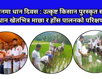 प्यूठानमा धान दिवस : उत्कृष्ट किसान पुरस्कृत सहित  धान खेतभित्र माछा र हाँस पालनको परिक्षण 