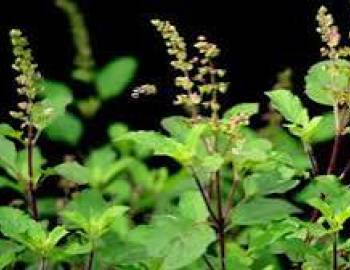 आज हरिबोधनी एकादशी, तुलसीको विवाह गरिदै