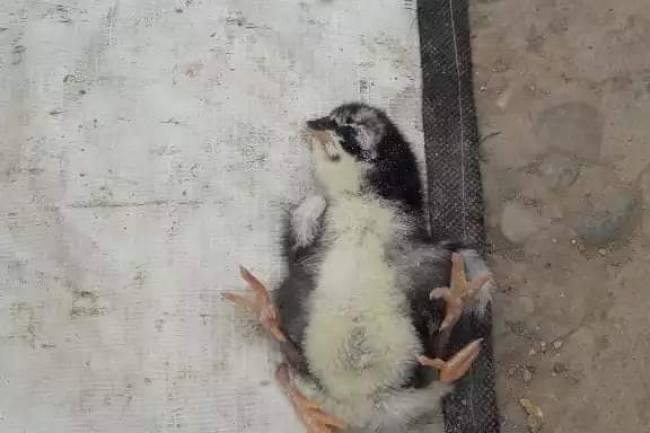 प्युठानमा कुखुराको अण्डाबाट निस्कियो चार खुट्टे चल्ला