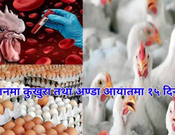 प्यूठानमा कुखुरा तथा अण्डा आयातमा १५ दिन रोक