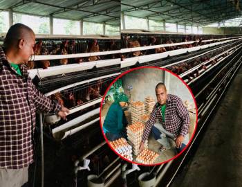 दैनिक ९ हजार अण्डा उत्पादन : नमुना पोल्ट्री फार्मका उद्यमी अधिकारीको सफलता 