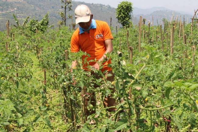 उत्पादनले बजार नपाउदा गुल्मीका कृषकहरु समस्यामा