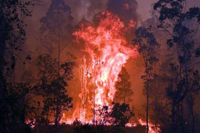 ५० रोपनी जमिनमा लगाएको कागती डढेलोले सखाप