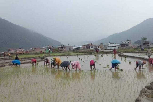 झिमरुक तटीय क्षेत्रमा धान रोप्ने  रन्को