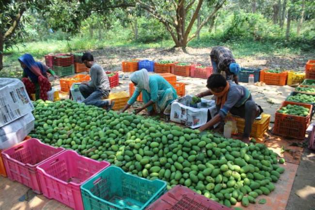 आँप पाक्यो , बन्दाबन्दीले बजार छैन किसान चिन्तित