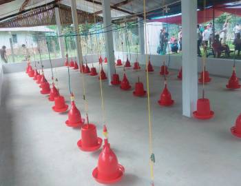 गाउँघरमा भविष्य देख्दै युवा,प्युठानमा अत्याधुनिक कुखुरा फार्म सञ्चालनमा